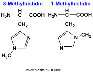 Strukturerne af aminosyrerne 1- og 3-methylhistidin