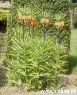 Kejserkroner i blomst