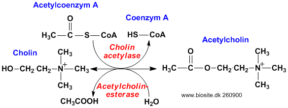 Syntesen og nedbrydningen af acetylcholin