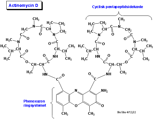Strukturen af actinomycin D
