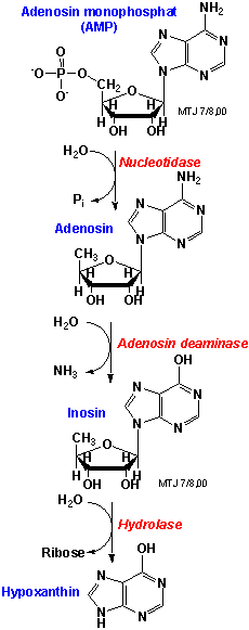 Metabolismen af puriner via adenosin og inosin