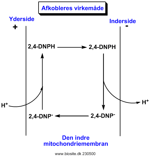 Afkoblernes virkningsmekanisme