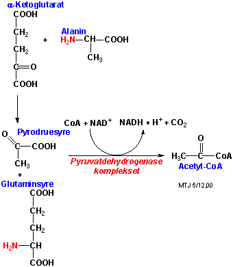 Katabolismen af aminosyren alanin