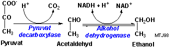 Nedbrydningen af pyruvat til ethanol
