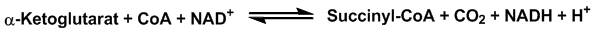 alfa-ketoglutarat - succinyl-CoA reaktionen