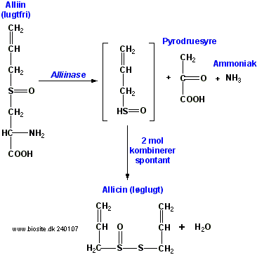 Omdannelsen af alliin til allicin