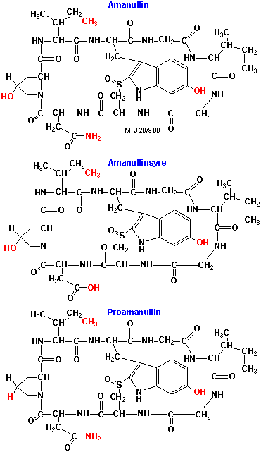 Strukturerne af amanullin, amanullinsyre og proamanullin