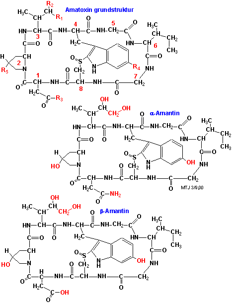 Strukturen af amatoxin, alfa-amanitin og beta-amanitin