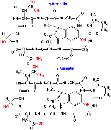 Strukturen af gamma-amanitin og epsilon-amanitin