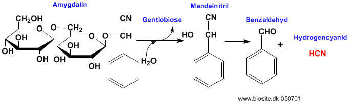 Dannelse af hydrogencyanid (bl�syre) ud fra amygdalin
