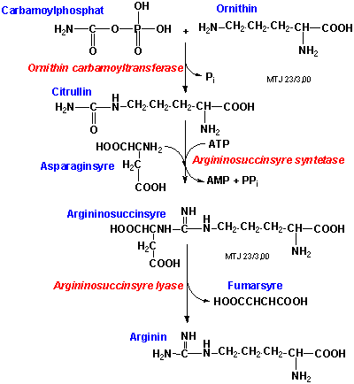 Biosyntesen af aminosyren arginin