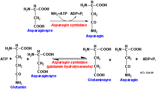 Biosyntesen af aminosyren asparagin