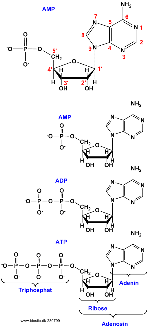 Strukturerne af ATP, ADP og AMP