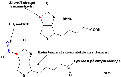 Den kemiske struktur af biotin