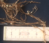 Rodknolde p� r�dder af haveb�nne