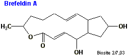 Strukturen af brefeldin A