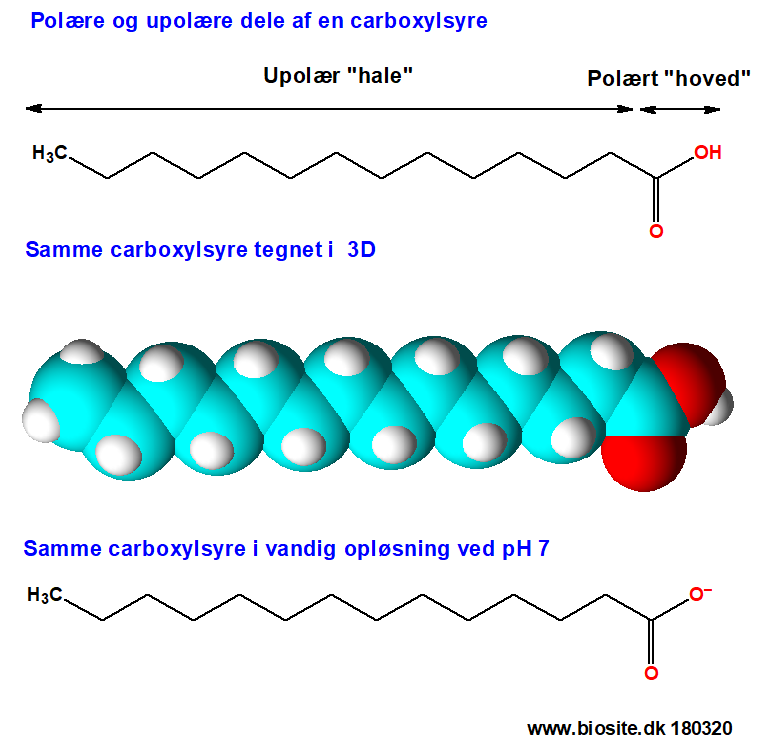 Polære og upolære dele af en carboxylsyre