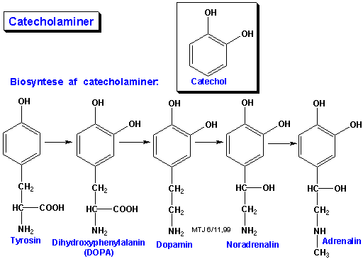 Biosyntesen og den kemiske struktur af catecholaminer og adrenalin