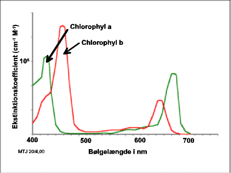 Absorptionsspektrene af chlorofyl a og b