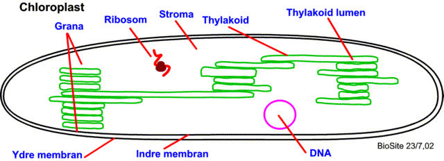 Opbygningen af et chloroplast med grana, stroma, ribosomer, thylakoider og membraner