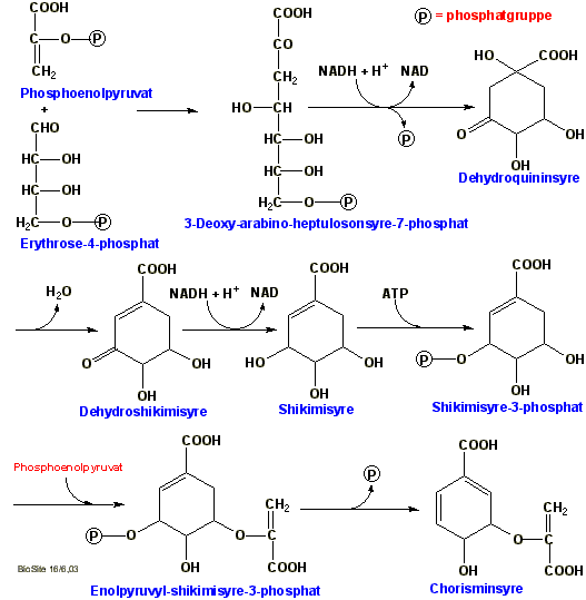 Biosyntesen af chorisminsyre