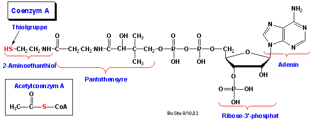 Den kemiske struktur af coenzym A og acetylcoenzym A