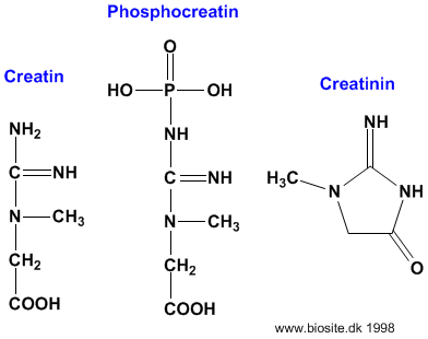Strukturerne af creatin, phosphocreatin og creatinin