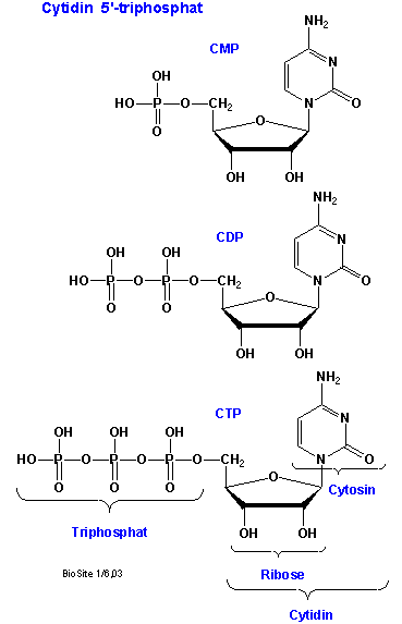 Strukturerne af CTP, CDP of CMP