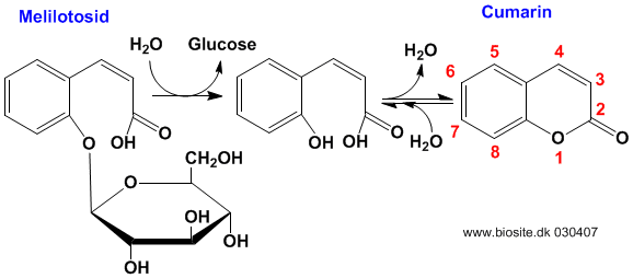 Hydrolysen af melilotosid og dannelsen af cumarin