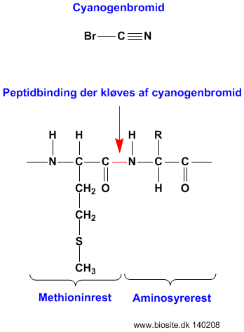 Struktur og reaktion af cyanogenbromid