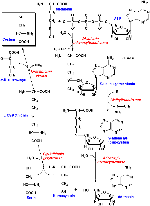 Biosyntesen af aminosyren cystein