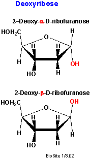 Strukturer af alfa og beta deoxyribose