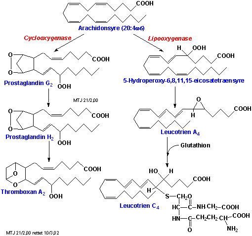 Biosyntesen af thromboxaner, prostaglandiner og leucotriener