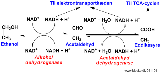 Nedbrydningen af ethanol