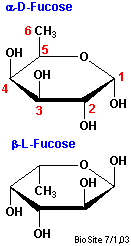 Strukturerne af D- og L-fucose