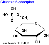 Strukturen af glucose 6-phosphat