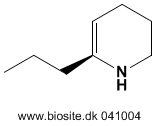 Strukturen af gamma-conicein