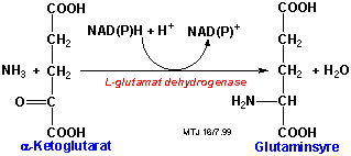 Biosyntesen af glutaminsyre ved transaminering med alfa-ketoglutarat