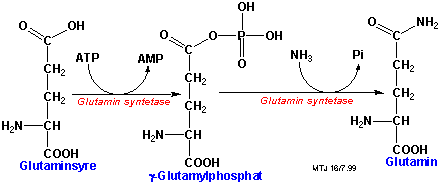 Biosyntesen af glutamin
