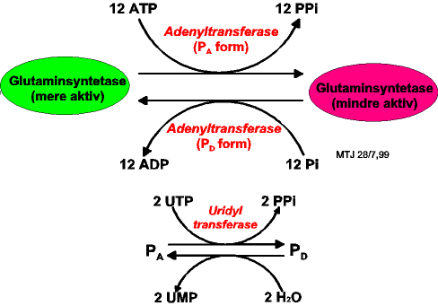 Regulering af aktiviteten af glutaminsyntetasen