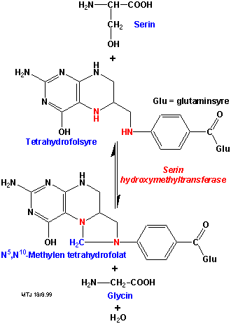 Biosyntesen af glycin II