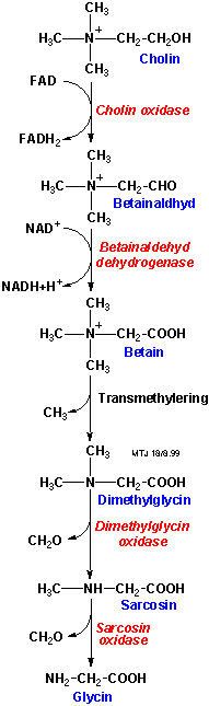 Biosyntesen af glycin III
