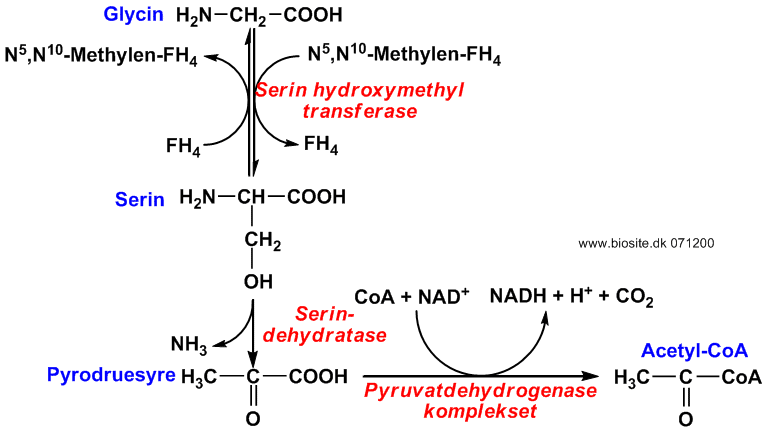 Katabolismen af aminosyren glycin