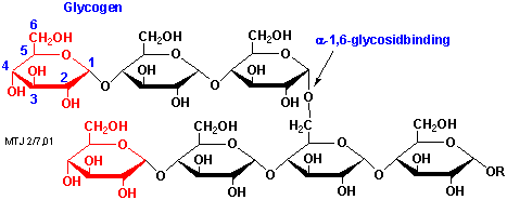 Udsnit af en glycogen-k�de