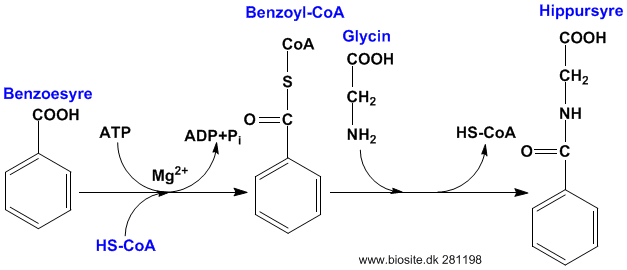 Omdannelsen af benzoesyre til hippursyre