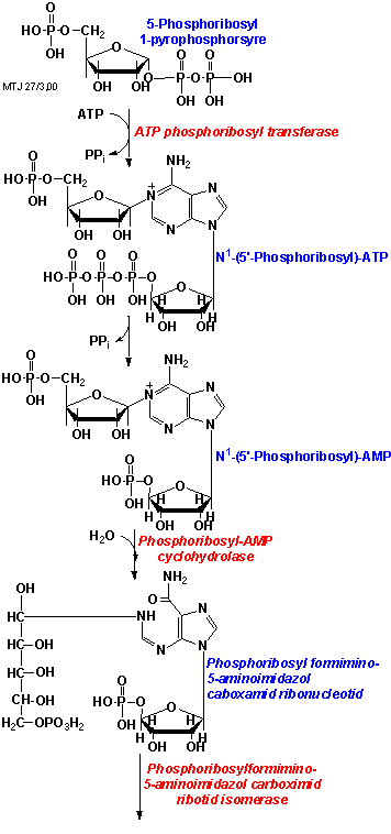 Biosyntesen af aminosyren histidin 1