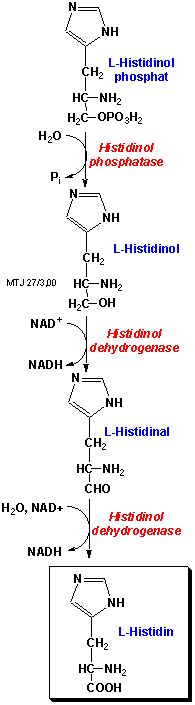 Biosyntesen af aminosyren histidin 3