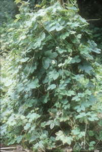 Humleplante Asmild Klosterhave ved Viborg