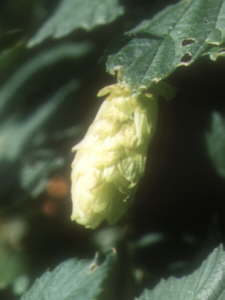 Humleknop Asmild Klosterhave ved Viborg