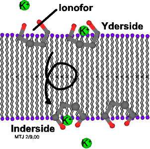 Ionofors bevægelse gennem membranen med en kaliumion